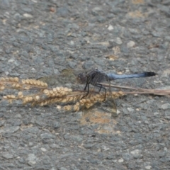 Orthetrum caledonicum (Blue Skimmer) at Yerrabi Pond - 13 Dec 2017 by Alison Milton