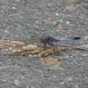 Orthetrum caledonicum at Amaroo, ACT - 14 Dec 2017 10:56 AM