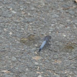 Orthetrum caledonicum at Amaroo, ACT - 14 Dec 2017 10:56 AM