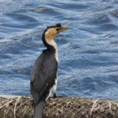 Microcarbo melanoleucos (Little Pied Cormorant) at Ngunnawal, ACT - 13 Dec 2017 by Alison Milton