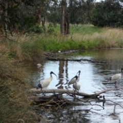 Threskiornis molucca (Australian White Ibis) at Yerrabi Pond - 13 Dec 2017 by Alison Milton