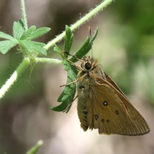 Trapezites eliena at Rendezvous Creek, ACT - 6 Jan 2018