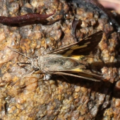 Trapezites phigalioides (Montane Ochre) at Namadgi National Park - 6 Jan 2018 by HarveyPerkins