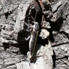 Rhinotia suturalis (Belid weevil) at Booth, ACT - 6 Jan 2018 by HarveyPerkins