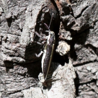 Rhinotia suturalis (Belid weevil) at Namadgi National Park - 6 Jan 2018 by HarveyPerkins