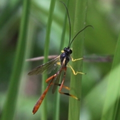 Heteropelma scaposum (Two-toned caterpillar parasite wasp) at Namadgi National Park - 6 Jan 2018 by HarveyPerkins