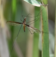 Leptotarsus (Macromastix) costalis (Common Brown Crane Fly) at Rendezvous Creek, ACT - 6 Jan 2018 by HarveyPerkins