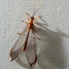 Nymphes myrmeleonoides (Blue eyes lacewing) at Barragga Bay, NSW - 3 Jan 2018 by narelle