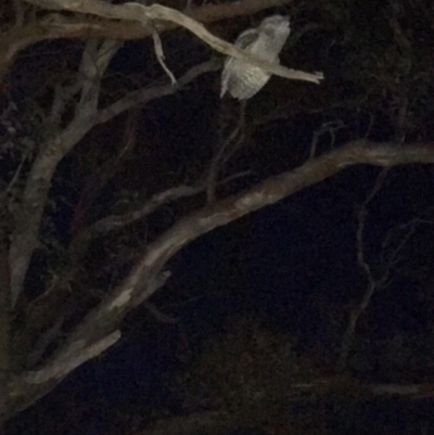 Podargus strigoides (Tawny Frogmouth) at Red Hill Nature Reserve - 6 Jan 2018 by KL