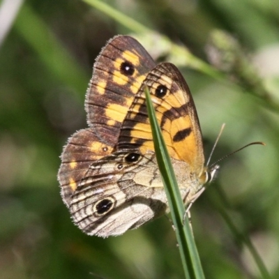 Heteronympha cordace (Bright-eyed Brown) at Paddys River, ACT - 1 Jan 2018 by HarveyPerkins