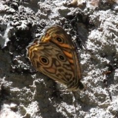 Geitoneura acantha (Ringed Xenica) at Gibraltar Pines - 1 Jan 2018 by HarveyPerkins