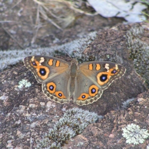 Junonia villida at Chifley, ACT - 4 Jan 2018 12:00 AM