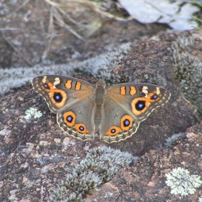 Junonia villida (Meadow Argus) at Chifley, ACT - 4 Jan 2018 by MatthewFrawley