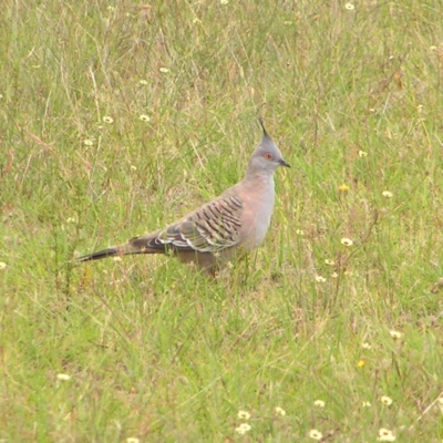 Ocyphaps lophotes (Crested Pigeon) at Kambah, ACT - 4 Jan 2018 by MatthewFrawley