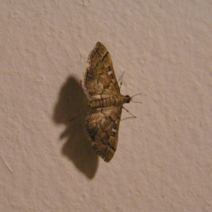 Nacoleia rhoeoalis at Kambah, ACT - 2 Jan 2018