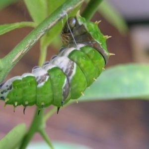 Papilio aegeus at Kambah, ACT - 4 Jan 2018