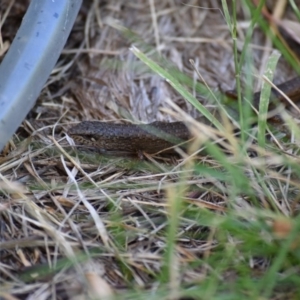 Saproscincus mustelinus at Weston, ACT - suppressed