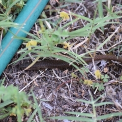 Saproscincus mustelinus at Weston, ACT - 6 Jan 2018