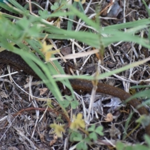 Saproscincus mustelinus at Weston, ACT - suppressed