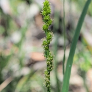 Carex incomitata at Mount Clear, ACT - 4 Jan 2018 10:30 AM