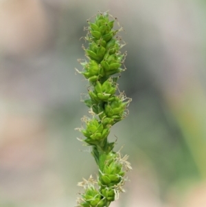 Carex incomitata at Mount Clear, ACT - 4 Jan 2018