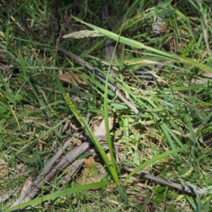 Carex incomitata at Mount Clear, ACT - 4 Jan 2018