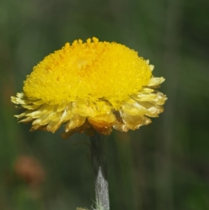 Coronidium monticola at Mount Clear, ACT - 4 Jan 2018