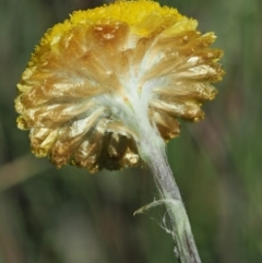 Coronidium monticola at Mount Clear, ACT - 4 Jan 2018