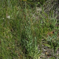 Coronidium monticola at Mount Clear, ACT - 4 Jan 2018 09:38 AM