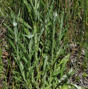 Coronidium monticola at Mount Clear, ACT - 4 Jan 2018 09:38 AM