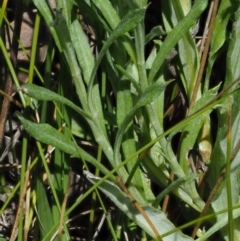 Coronidium monticola at Mount Clear, ACT - 4 Jan 2018 09:38 AM