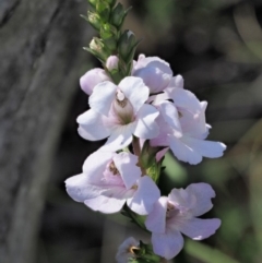 Euphrasia collina subsp. paludosa at Booth, ACT - 3 Jan 2018 by KenT