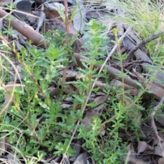 Euphrasia collina subsp. paludosa at Booth, ACT - 4 Jan 2018
