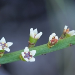 Choretrum pauciflorum (Dwarf Sour Bush) at Booth, ACT - 4 Jan 2018 by KenT