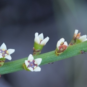 Choretrum pauciflorum at Booth, ACT - 4 Jan 2018