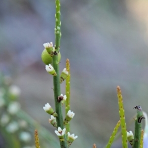 Choretrum pauciflorum at Booth, ACT - 4 Jan 2018