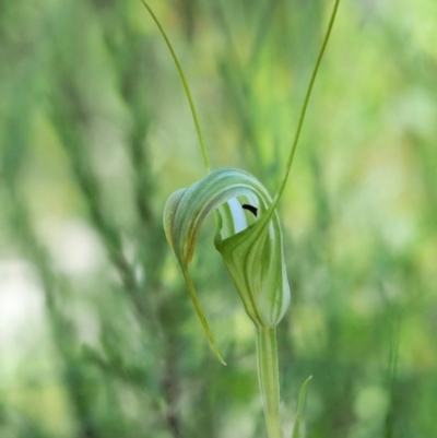 Diplodium decurvum (Summer greenhood) at Mount Clear, ACT - 3 Jan 2018 by KenT