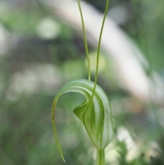 Diplodium decurvum at Mount Clear, ACT - 4 Jan 2018