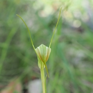 Diplodium decurvum at Mount Clear, ACT - suppressed