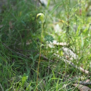 Diplodium decurvum at Mount Clear, ACT - 4 Jan 2018