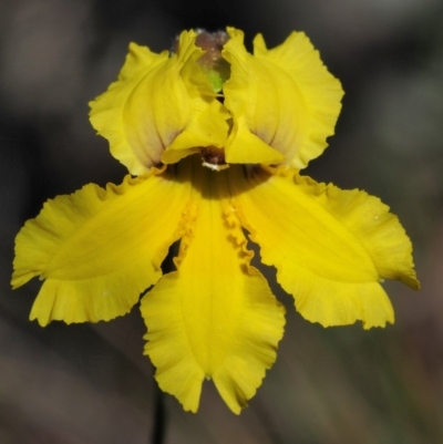 Goodenia paradoxa (Spur Goodenia) at Booth, ACT - 4 Jan 2018 by KenT