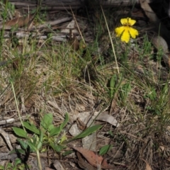 Goodenia paradoxa at Booth, ACT - 4 Jan 2018 08:20 AM