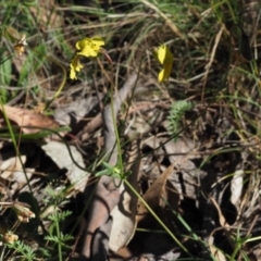 Goodenia paradoxa at Booth, ACT - 4 Jan 2018 08:20 AM