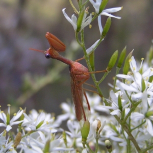 Mantispidae (family) at Kambah, ACT - 4 Jan 2018 12:00 AM