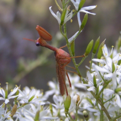 Mantispidae (family) (Unidentified mantisfly) at Kambah, ACT - 4 Jan 2018 by MatthewFrawley