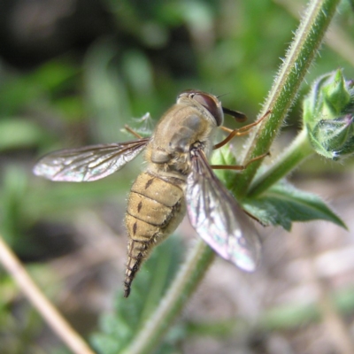 Trichophthalma punctata (Tangle-vein fly) at Chifley, ACT - 4 Jan 2018 by MatthewFrawley