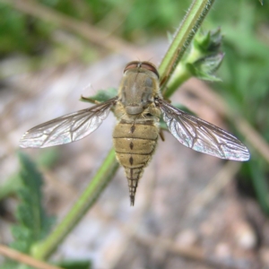 Trichophthalma punctata at Chifley, ACT - 4 Jan 2018 12:00 AM