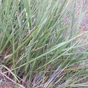 Dianella revoluta var. revoluta at Isaacs Ridge - 7 Jan 2018