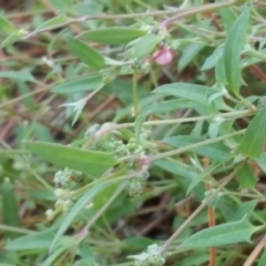 Einadia nutans subsp. nutans (Climbing Saltbush) at Isaacs Ridge - 6 Jan 2018 by Mike