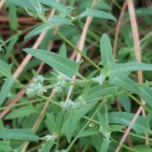 Einadia nutans subsp. nutans at Isaacs, ACT - 7 Jan 2018